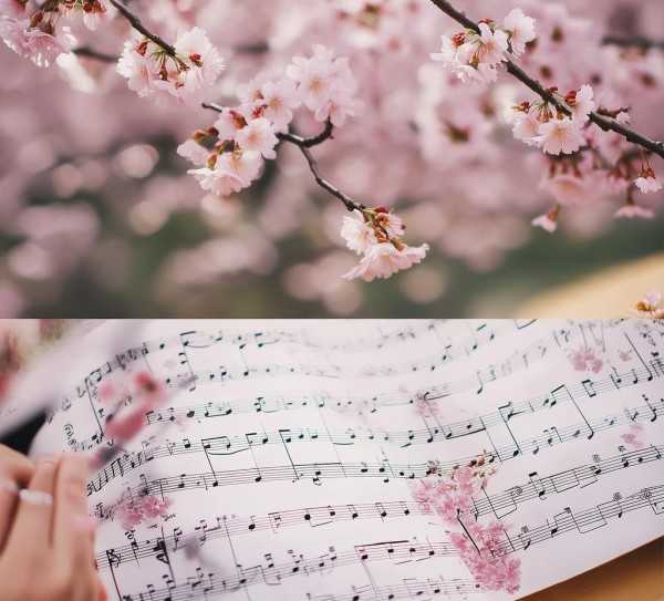 樱花旋律，简谱中的樱花盛宴,樱花歌曲简谱，感受日本樱花盛景的旋律之美,旋律,音乐,第1张